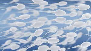 Male Fertility – What exactly is male Fertility and how can it be improved